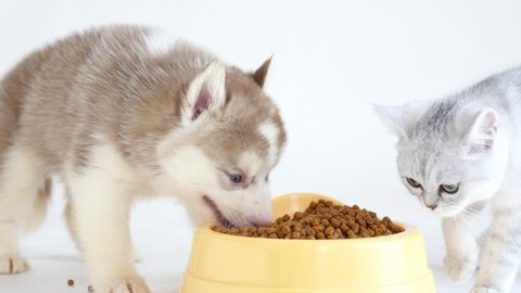 Cute puppy and kitten eating dry food together white background
