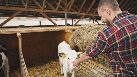 Farmer feeding young cow. RAW video record.