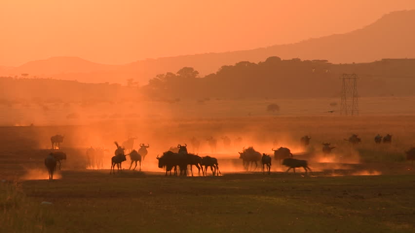Herd of Wildebeest running at sunset