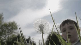 A little boy in a spring meadow blows the seeds off a ripe dandelion. Shot in super slow-motion at 240fps.