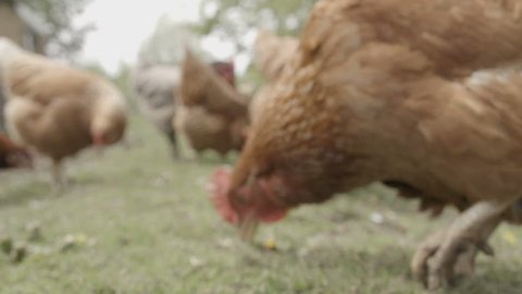 Slow-motion shot of free range chickens in a stack yard having a dirt bath. The super slow motion really shows the hens flicking dirt between there wings to rub away any parasites.