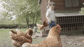 Little Boy With Free Range Chickens