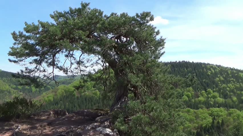 The Palatinate forest, Germany (Pfälzerwald 05)
