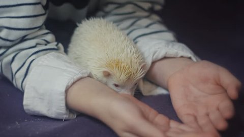 child and albino hedgehog