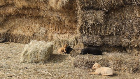 Dogs cattle livestock guards, puppies in hay barn
