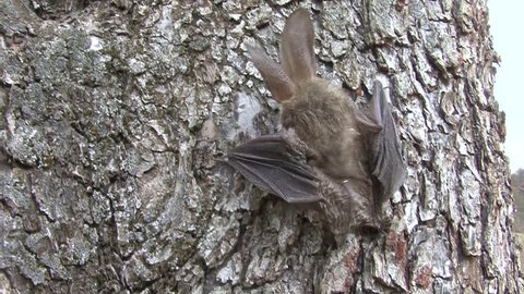 The young bat crawling up a tree