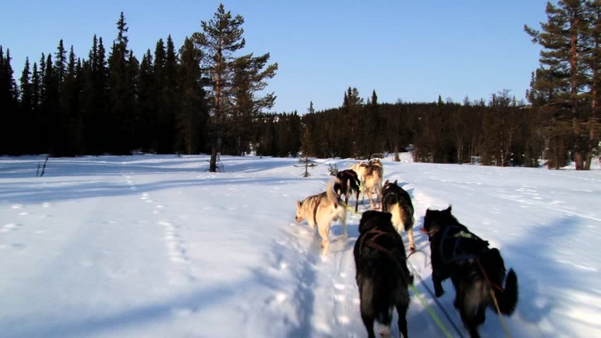 Sled Dogs Норвегия