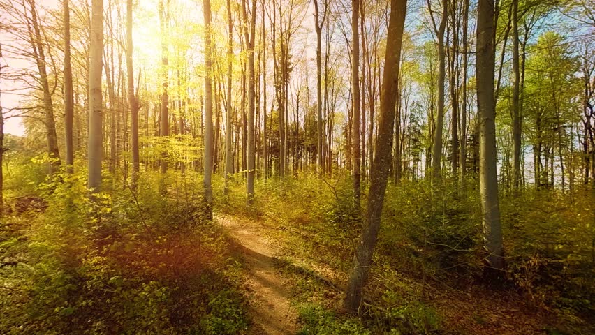 Beautiful Nature Forest Trees Scenery Arkivvideomateriale 100 Royaltyfritt Shutterstock