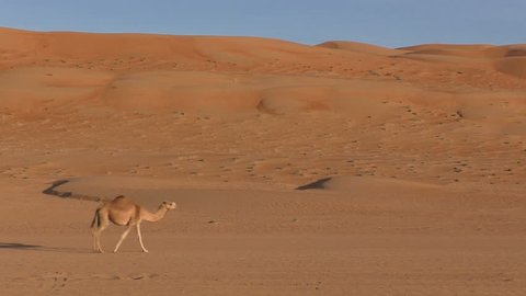 A lonely camel passes through the sand dunes, Oman