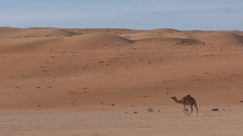


A camel with two young camels running through desert
, Oman