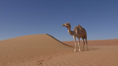 A camel stands beside a sand dune, Oman