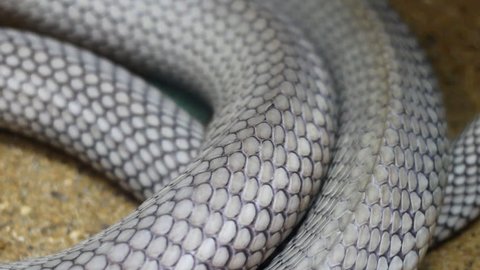 Close up body of King Cobra snake while crawling