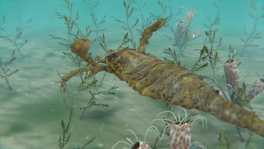 An animation of the large extinct Eurypterus exploring the sea floor. Eurypterids (Sea Scorpions) were giant arthropods existing from the mid Ordovician to late Permian (460 to 248 million years ago)