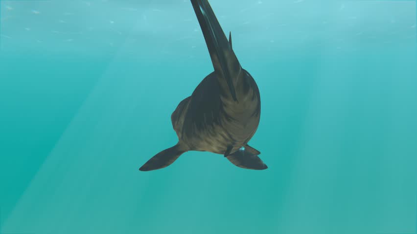 An animation of the giant (30 feet) prehistoric fish Dunkleosteus swimming in circles. Dunkleosteus was a placoderm fish that existed during the Late Devonian period, about 380–360 million years ago