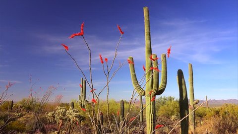 Blooming Ocotillo and Saguaro Cactus in Saguaro National Park