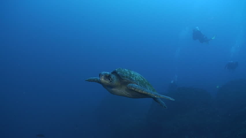 Green Sea Turtle Royalty-Free Stock Footage #1543648