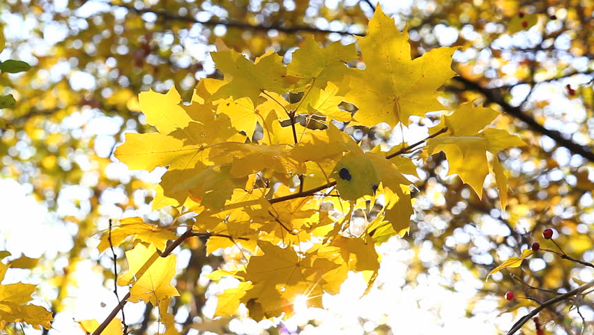 sun's rays shining through autumn leaves