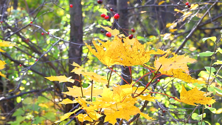 Autumn in the forest
