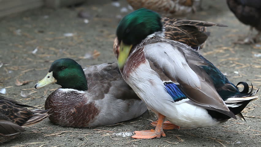 wild duck cleaning his feathers
