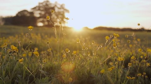 A slow motion shot of a camera moving through a buttercup meadow at sunset