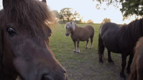 A funny slow motion clip of a Shetland pony eating grass from an adult hand. You can see the ponies teeth and tongue as it chews and swallows the long fresh grass.