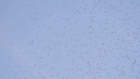 A large swarm of flies at dusk. Shot in slow motion at 240 fps.