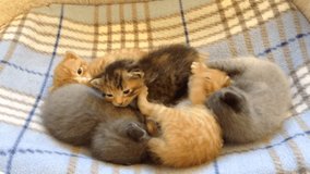 HD video Five 2 week old kittens playing together on a blue and tan blanket. Adorable 2 week old baby kittens