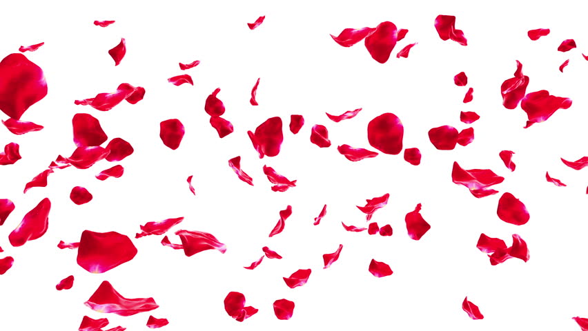Rose Petals Falling On White Stock Footage Video 100 Royalty Free Shutterstock