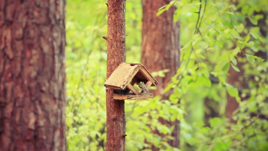 Spring little bird sparrow on birdhouse in pine forest. 1920x1080