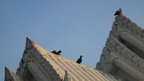 City pigeons at Buddhist Gate of a Temple in Bangkok, Thailand