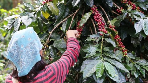farmer hand picking arabica coffee berries in red and green on its branch tree at plantation