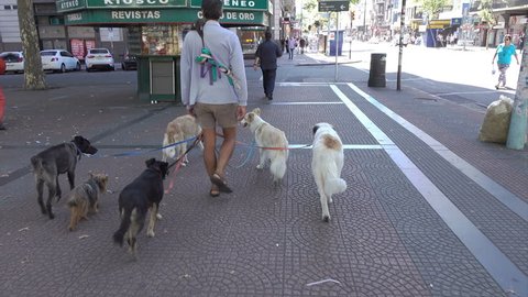 MONTEVIDEO, URUGUAY - FEBRUARY 11, 2016: Unidentified professional dog walker walks dogs in the city. Groups of well behaved dogs on leads are a common sight in Montevideo.