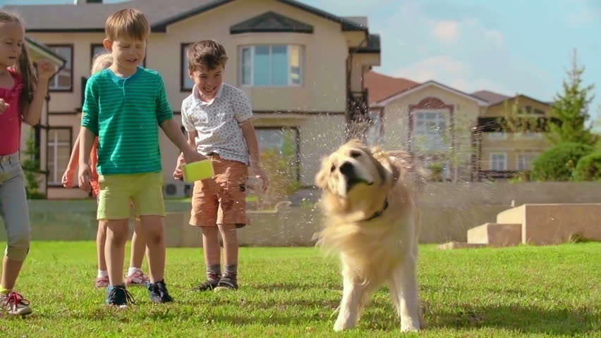 Four kids laughing at cute golden retriever shaking off water on green lawn in slow motion | Shutterstock HD Video #15453229