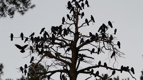 Ravens of Odin dry wood/Black crows on dry tall trees, flock of birds on branches