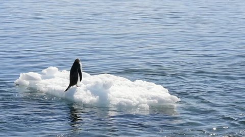 Chinstrap penguins on the ice
