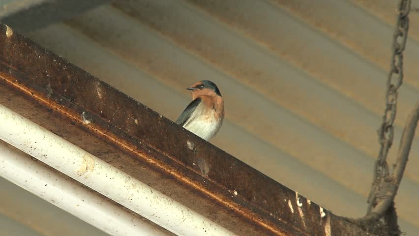 Swallow bird