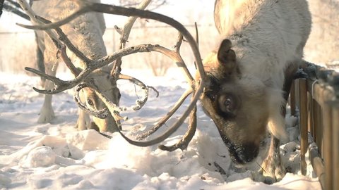 Deer fighting for food at winter. Slowmotion filmed at 120p
