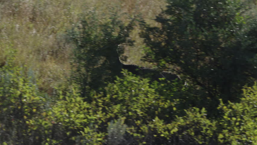 Nice shot of deer running up a hill. The Badlands in Theodore Roosevelt National Park, North Dakota.  4K.