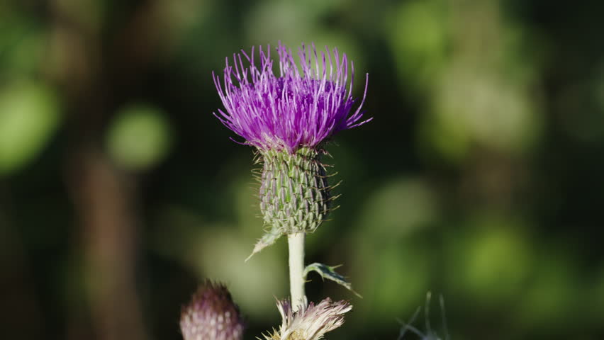 Wildflowers in the Badlands in Theodore Roosevelt National Park, North Dakota.  4K.