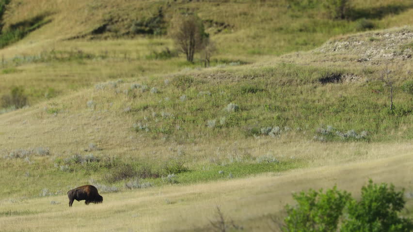 A single bison standing alone among the rolling hills of the Badlands in Theodore Roosevelt National Park, North Dakota.  4K.
