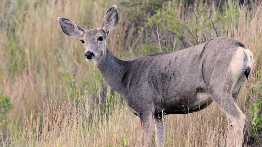 Deer looking at the camera. Medium shot. The Badlands in Theodore Roosevelt National Park, North Dakota.  4K.