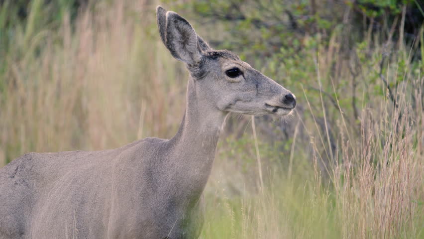 Deer looking at the camera. Close up shot. The Badlands in Theodore Roosevelt National Park, North Dakota.  4K.