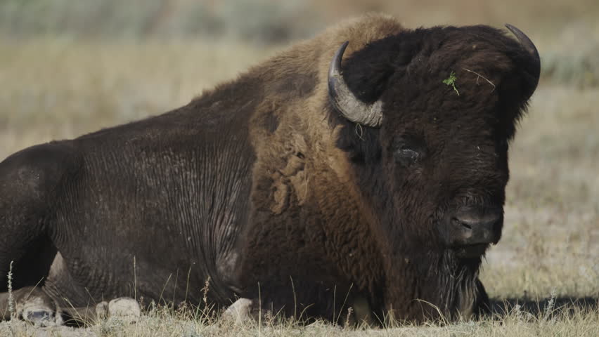 Bison silently resting on the prairie. The Badlands in Theodore Roosevelt National Park, North Dakota.  4K.