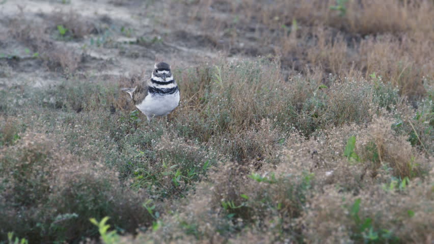 Killdeer bird running through prairie grass. The Badlands in Theodore Roosevelt National Park, North Dakota.  4K.