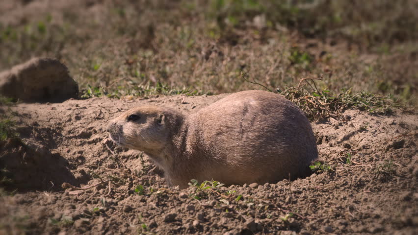Prairie dog sitting near burrow -- another dog comes out of hole and joins him. The Badlands in Theodore Roosevelt National Park, North Dakota.  4K.
