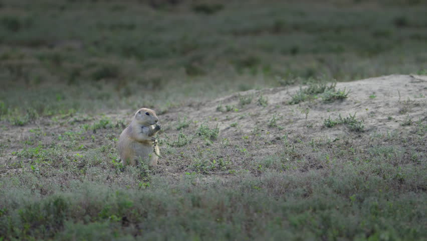 Peaceful shot of Prairie dog sitting and eating by himself. The Badlands in Theodore Roosevelt National Park, North Dakota,  4K.