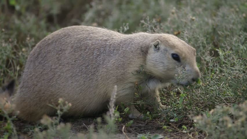 Rare close up shot of prairie dog eating and looking for food. The Badlands in Theodore Roosevelt National Park, North Dakota. 4K.