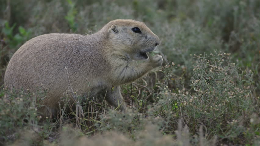 Very nice close up shot from the side of prairie dog eating and looking for food.  The Badlands in Theodore Roosevelt National Park, North Dakota. 4K.