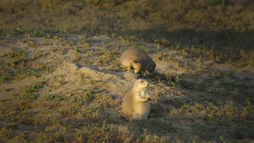Two Prairie Dogs suddenly running into burrow. The Badlands, Theodore Roosevelt National Park, North Dakota.  4K.