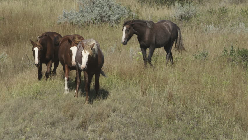 Group of four wild horses going down steep hill.  The Badlands, Theodore Roosevelt National Park, North Dakota.  4K.